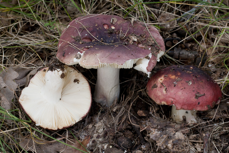 Russula graveolens